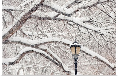USA, New York, New York City, Snow covered tree branches and lamp post