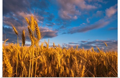 USA, Oregon, Marion County, Wheat field