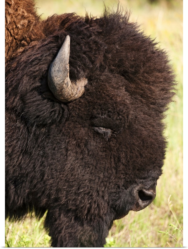 USA, South Dakota, American bison (Bison bison) in Custer State Park, headshot