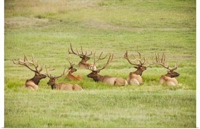 USA, Utah, Group of bull Elk (Cervus canadensis) lying in field