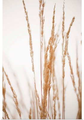 USA, Utah, Salt Lake City, Close-up view of grass straws