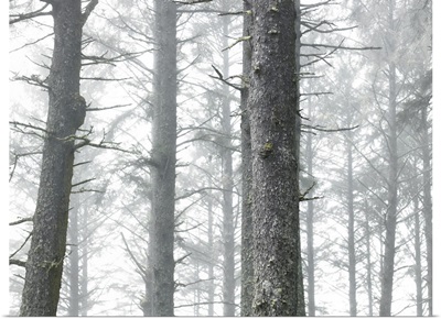 USA, Washington, Kalaloch, Olympic National Park, trees in fog