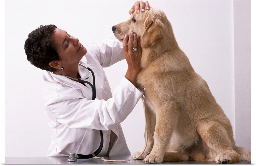 Veterinarian examining Golden Retriever puppy