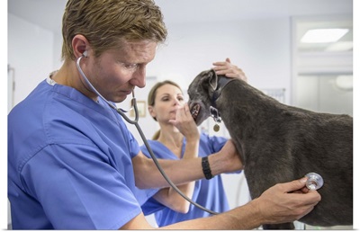 Veterinarians examining the Greyhound in the office
