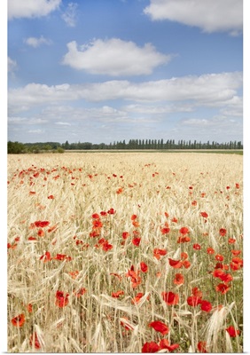 View of field of poppies.