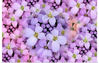 View of light purple wildflower, candytuft, Iberis.