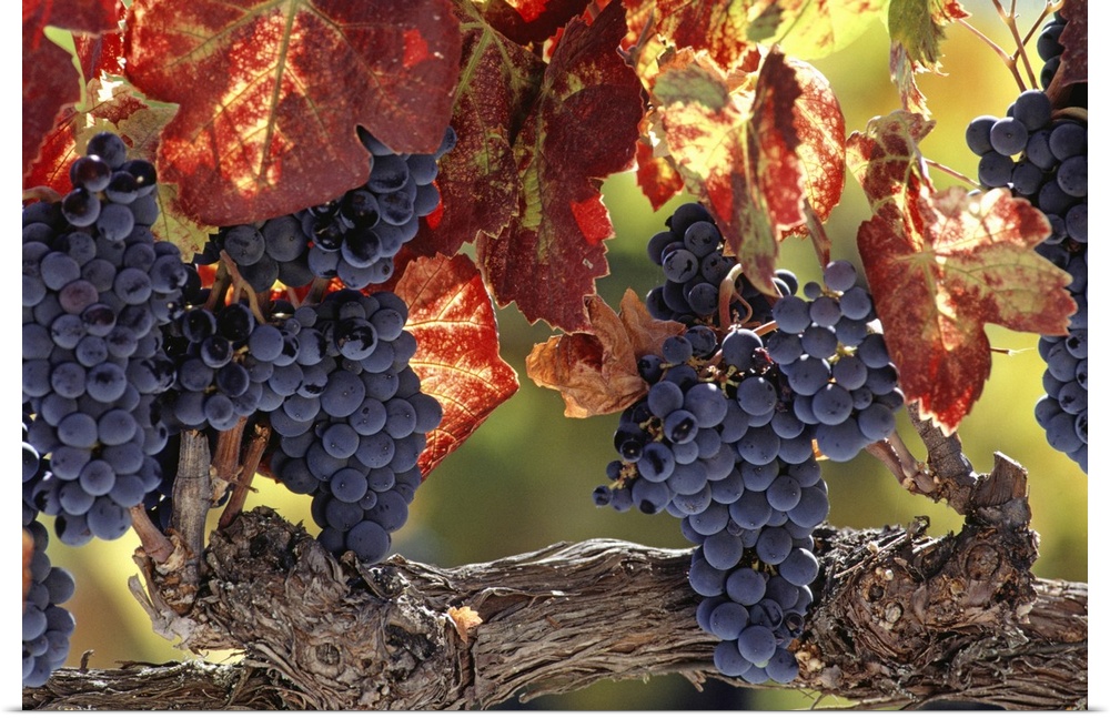 Vine branch with grapes, Wine Country, Napa Valley, CA, USA