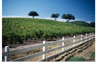 Vineyard in Napa Valley, California
