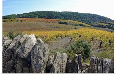 Vineyards with fall foliage, AOC Faugeres, Herault, France