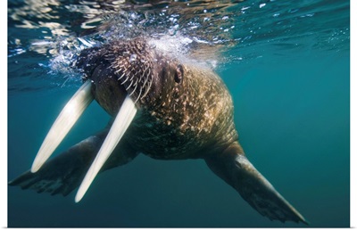 Walrus Swimming Under Surface Of Water Near Tiholmane Island