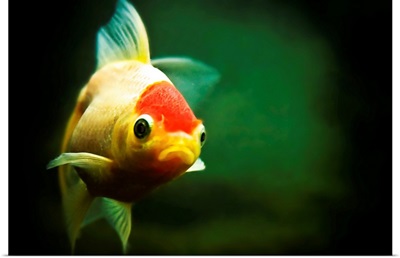 Wanda the goldfish swims happily in her tank. Say a wish and she'll make it true...