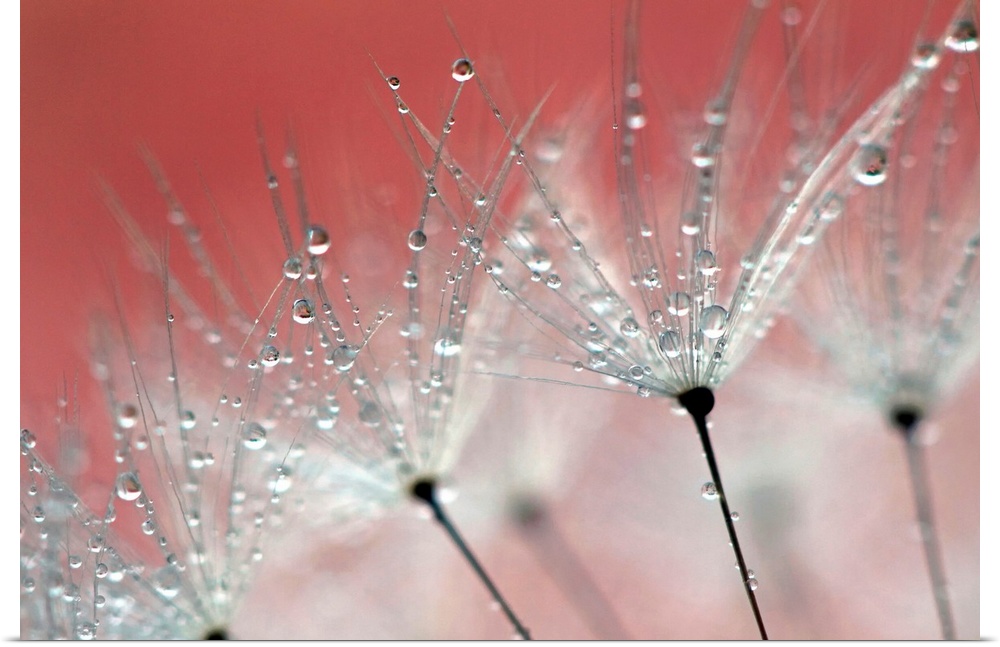 Wall art of dandelions being weighed down by drops of water.