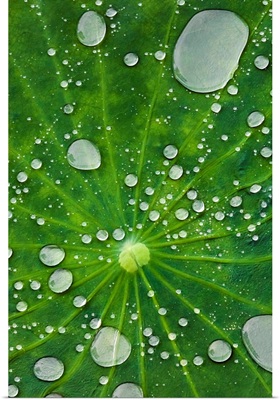 Water droplets on a lotus leaf