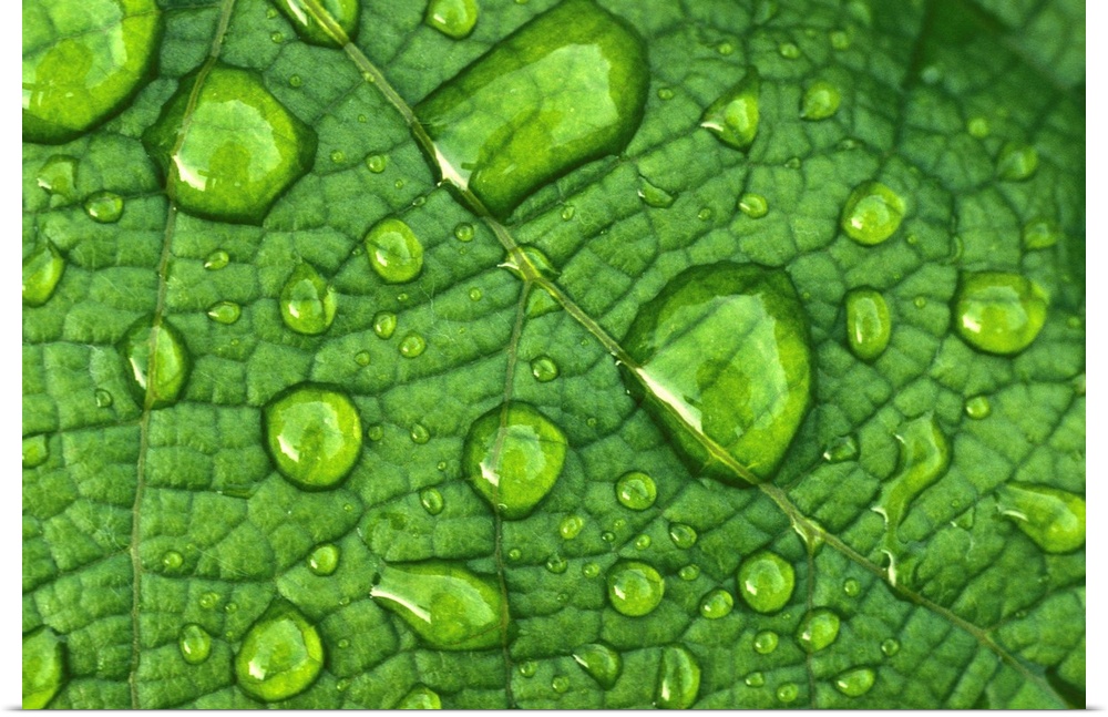 Water drops on a leaf