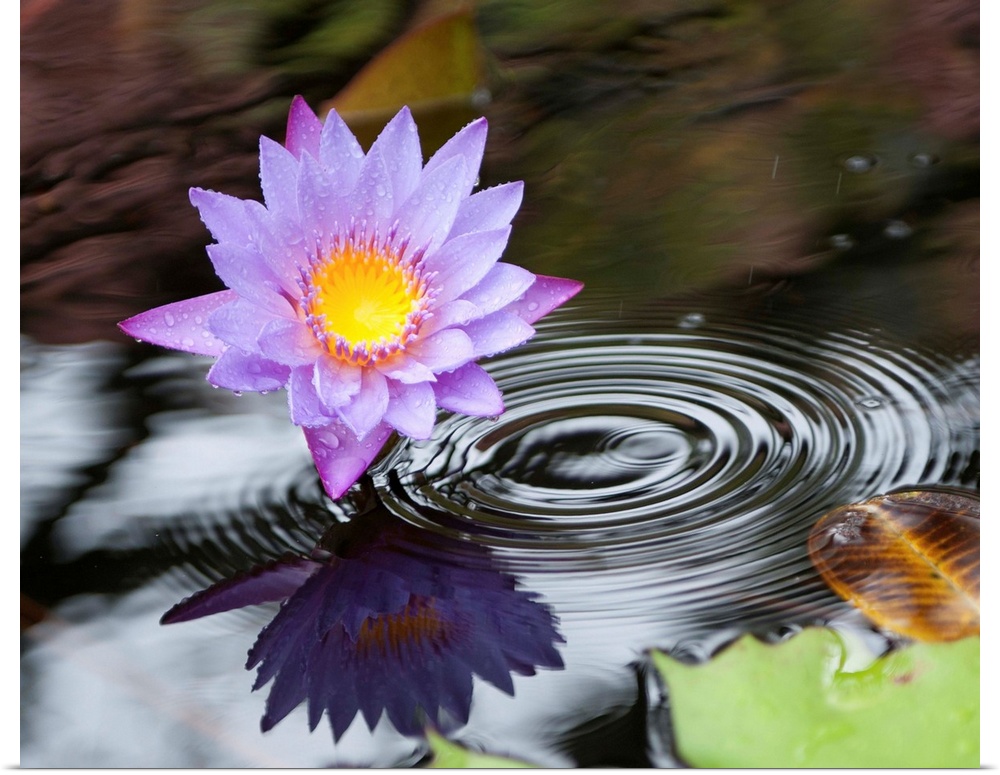 Purple lotus flower in a pond with ripples from falling rain.