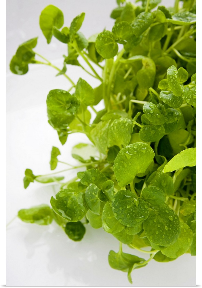 Watercress with water drops