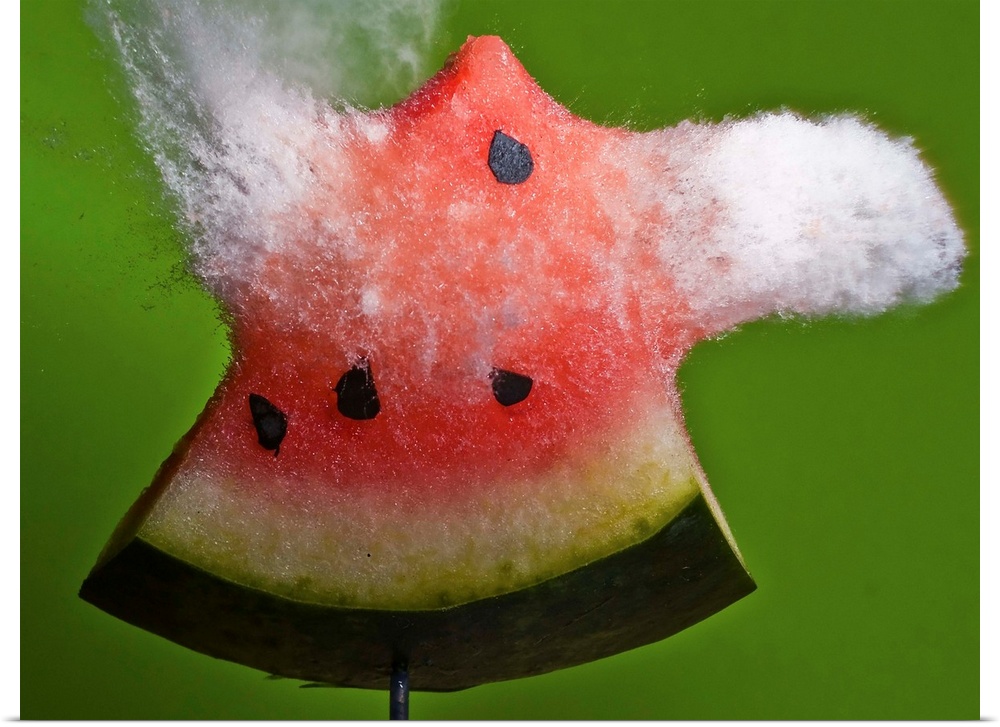A slice of watermelon explodes in a spray from a high speed impact.