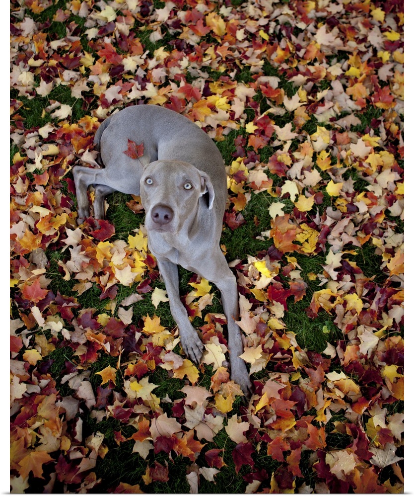 Weimaraner resting on a bed of leaves, centerfold style, with one leaf stuck to his back as he looks up at the camera.