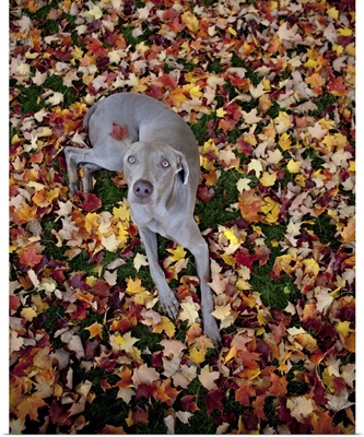 Weimaraner resting on a ground covered with leaves