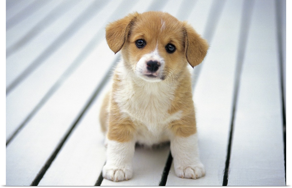 Welsh Corgi; is a dog breed that originated in Wales.