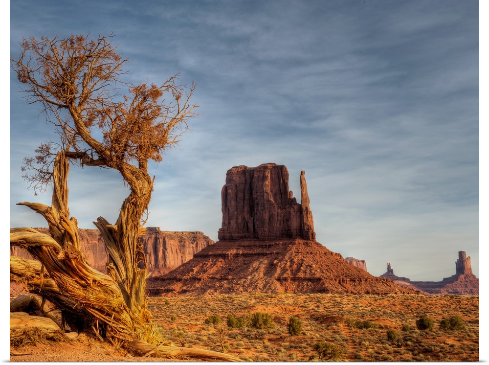 The West Mitten in Monument Valley in the early morning light. Juniper trees have a very hard life in this desert environm...