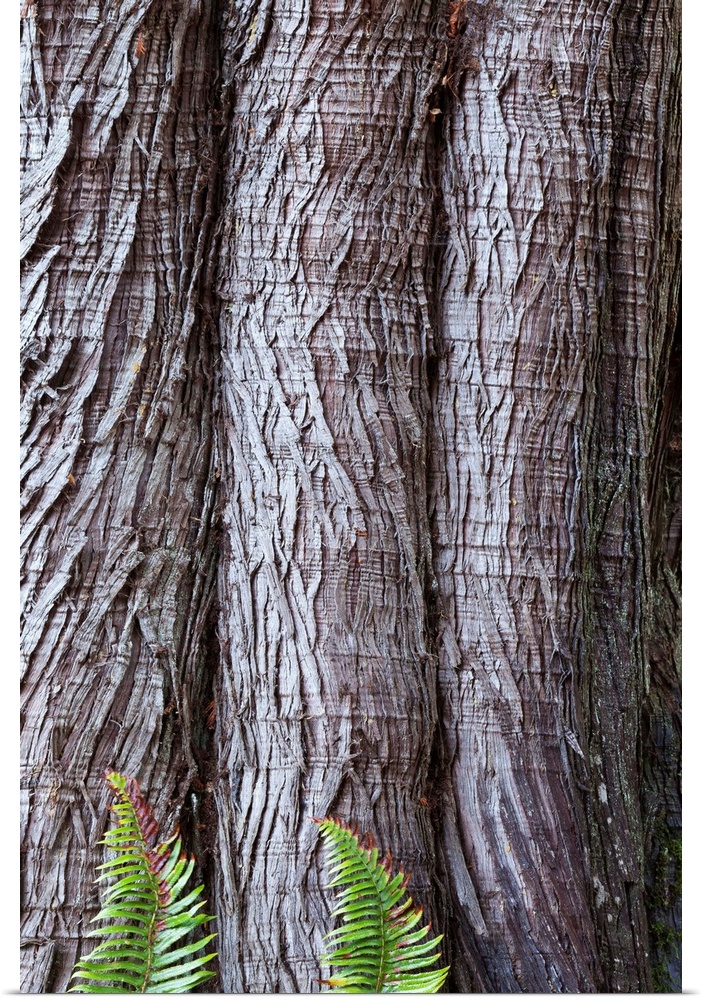 USA, Washington State, Western red cedar Thuja plicata bark with Sword ferns Polystichum Munitum at base