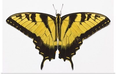 Western Tiger Swallowtail Butterfly