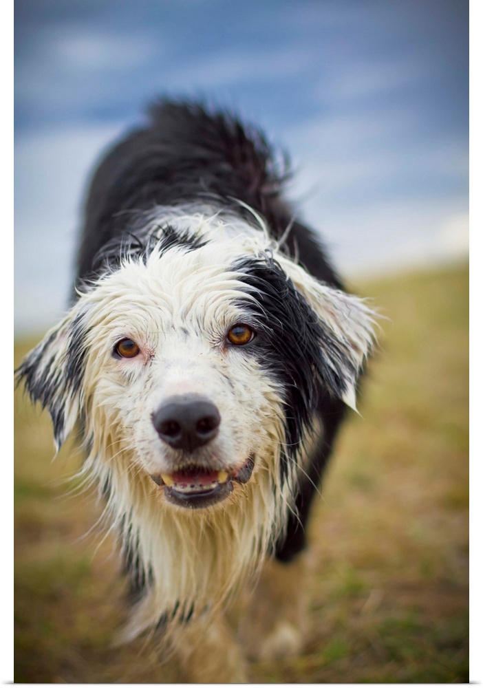 Border Collie, Dog, Wet Dog, Looking Straight at camera, Shallow depth of field, Dirty, Sky, Storm, Menacing Sky, White Face
