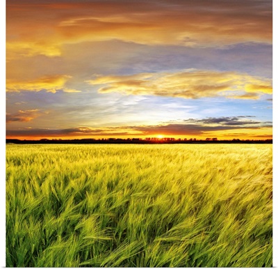 Wheat field with sunset, Spain