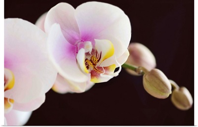 White and pink phalaenopsis orchids, dark background.