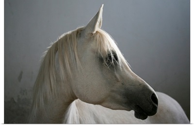 White Arabian horse.