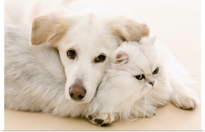 White cat and dog laying together on the floor