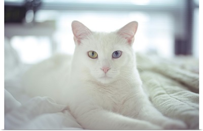White cat laying with two different colored eyes, on bed.
