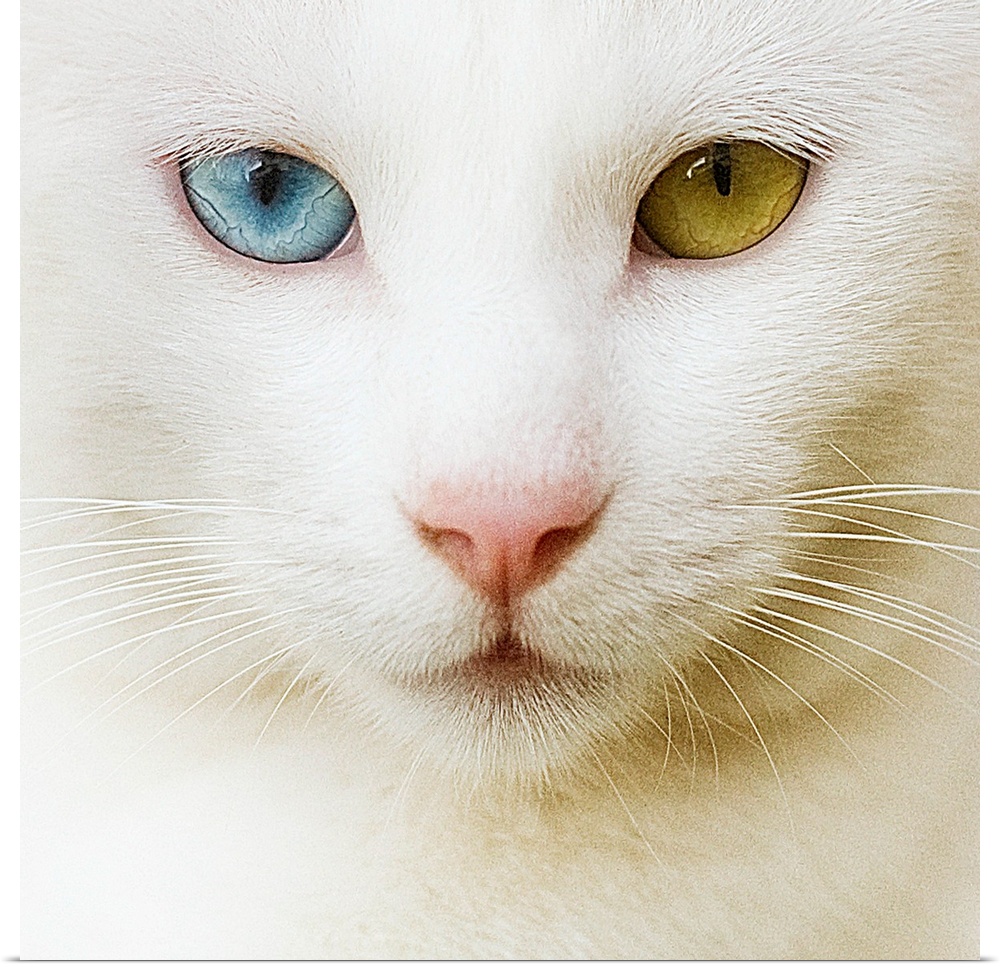 Qhite cat with yellow and blue eyes.