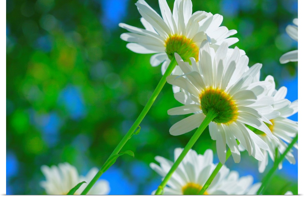 White daisies in sunlight.