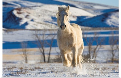 White Draft Horse Running In Big Horn Mountains In Winter