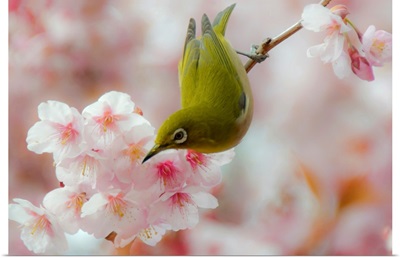 White-eye and Cherry blossoms.