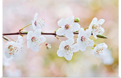 White flowers of spring cherry blossom on single stem.