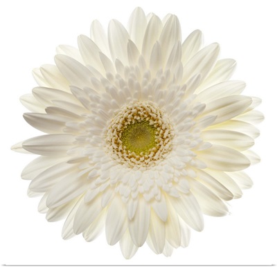 White gerbera daisy isolated on white.