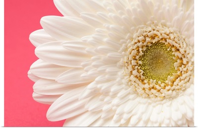 White gerbera daisy on pink background.
