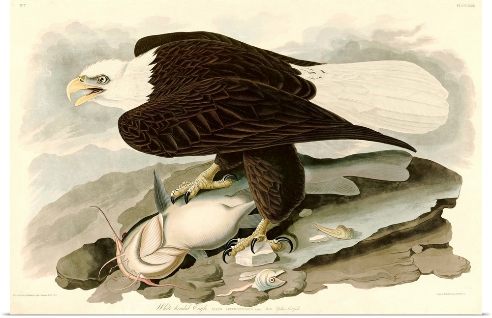 An illustration engraved by Robert Havell, Jr. and published in The Birds of America by John James Audubon. Circa 1827-1830.