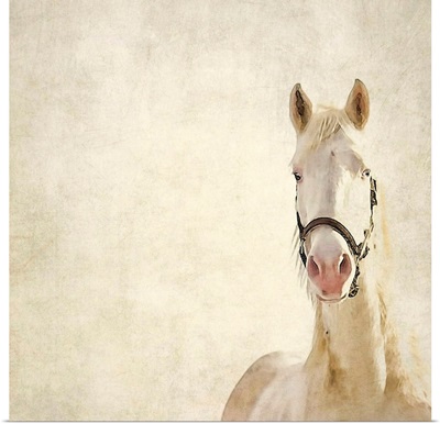 White horse.
