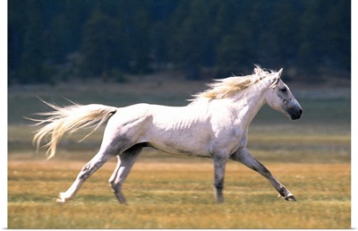 White horse running in field , Fairplay , Colorado