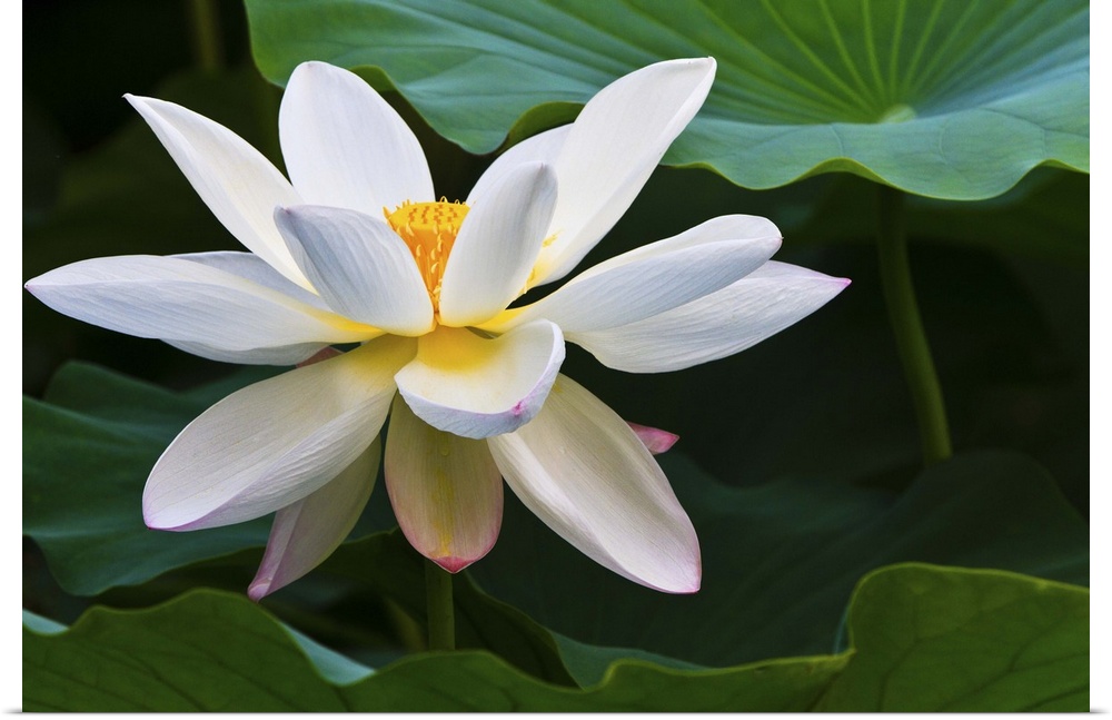 White lotus flower, blooming in Daning-Lingshi Park, Shanghai China.