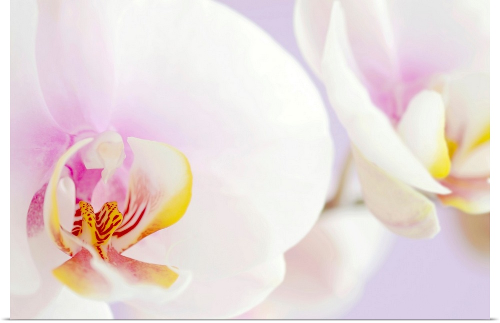 Macro shot of two orchids in bloom with pale petals and a blurred background.
