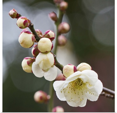White plum blossoms With bokeh background.