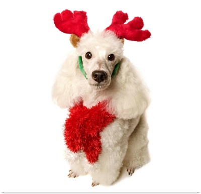 White poodle wearing red Christmas antlers and red scarf