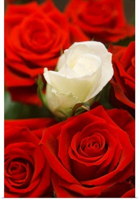White Rose Between Red Roses