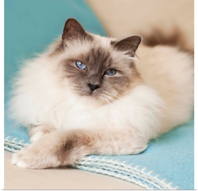 White sacred birman cat with blue eyes lying on blue blanket.