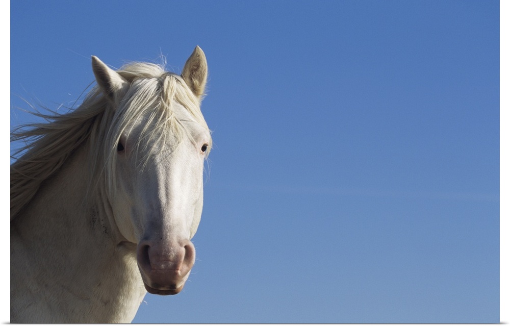 White Spanish mustang (Equus caballus), headshot, wild horse, Wyoming, USA